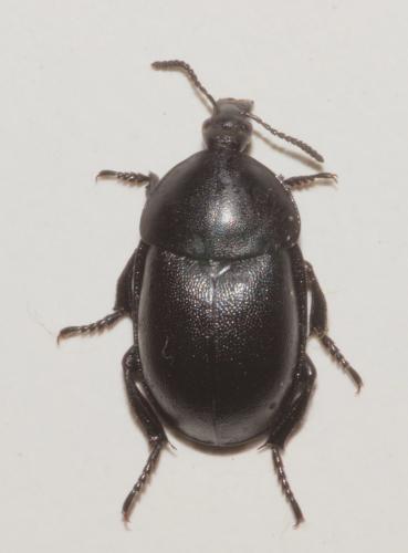 Ablattaria laevigata